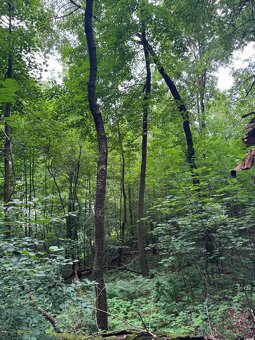 Prodej lesního pozemku v k.ú. Radimovice u Sychrova - 5