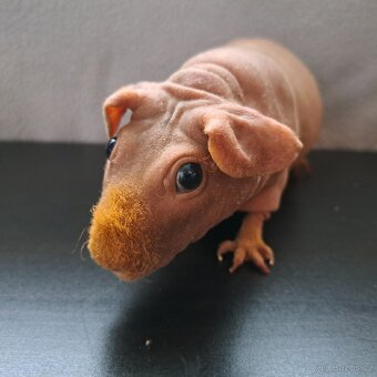 Skinny morče samice - 5