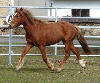 Prodám klisnu WPBr s PP, - 5