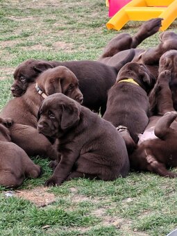 Labrador retrievr -štenatka s PP - 5