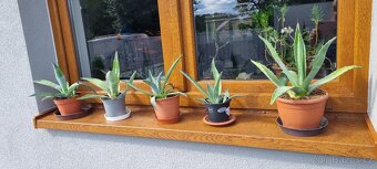 Agave Americana - 5