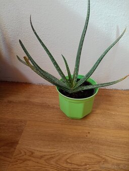 Aloe vera - 5