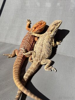 Agama vousata - 5