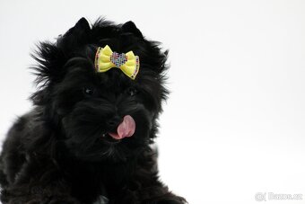 yorkshire terrier black s PP - 5