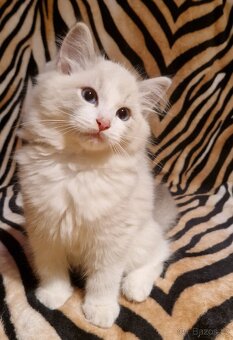 Ragdoll - kocourci s PP, registrace pod FIFE - 5