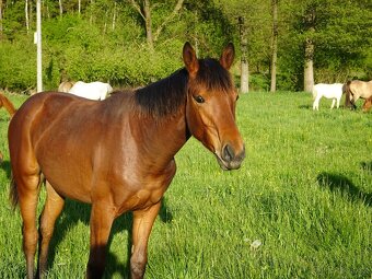 Prodám roční klisnu KK s PP, - 5