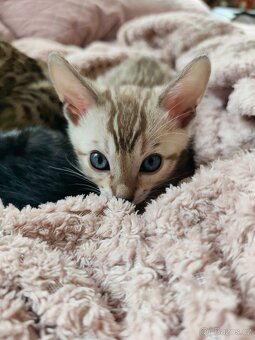 Bengálský Mink kocourek s PP - 5