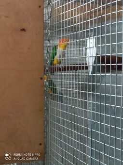 Prodám amazónky - 5