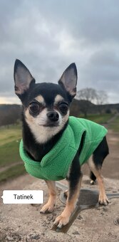 Jorkšírský teriér - Čivava - 5