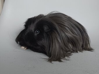 Dlouhosrsté morče - šeltie - 5