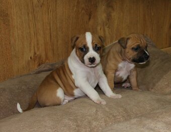 Americký stafordšírský teriér s PP - 5