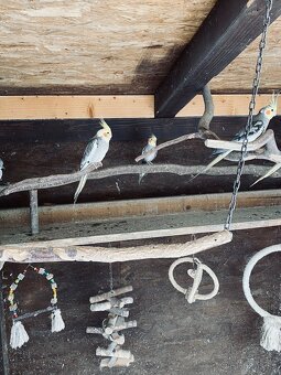 Korela chocholatá - 5