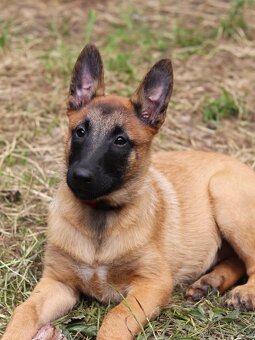Belgický ovčák - Malinois - krásné fenky pouze s PP - 5