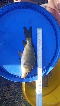 Násada - kapr, lín - 5