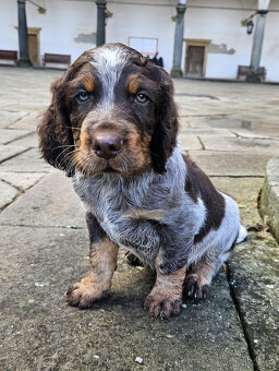 Epagneul Picard či Pikardský ohař - 5