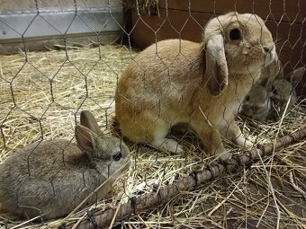 Prodám zakrslé králíčky - 5