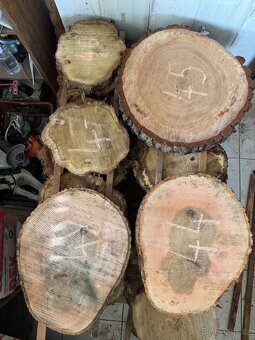 Akátové / jasanové Koláče , příčné rezy - 5