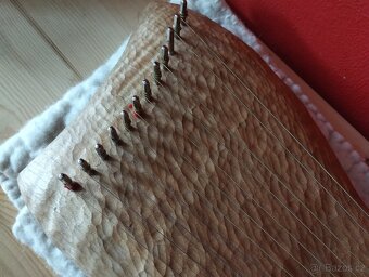 Kantela - třešeň - 5