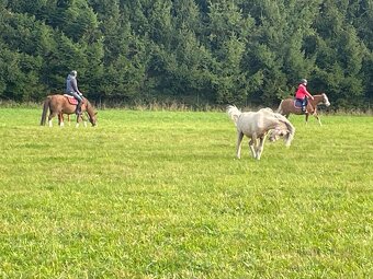 2,5letý valach WPB - 5