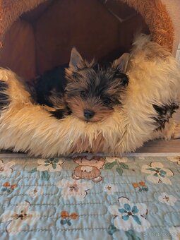 Jorkšírský teriér s PP - Spaltbiewer - 5