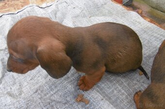 Prodej  jezevčíků - 5