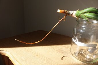 Sukulent, tchynin jazyk, Sansevieria - 5
