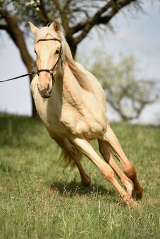 Lusitano klisna PSL v exkluzivní barvě palomino DUN - 5