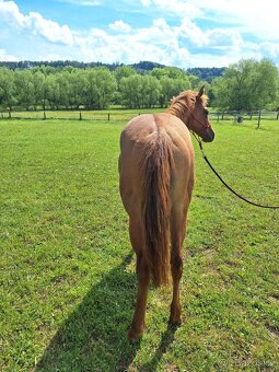 Roční klisna, kobylka AQH, QH, USA papíry - 5
