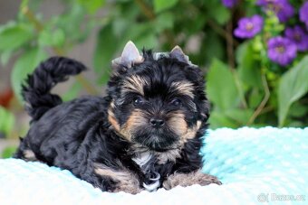 yorkshire terrier s PP(IHR) - 5