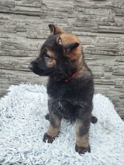 Německý ovčák - 5