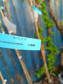 Broskvoně Benedicte bez kadeřavosti vzrostlé stromy 990Kč. - 5