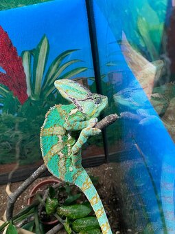 Prodám chameleona jemenského + terárium vybavené - 5