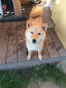 Daruji větší štěně Shiba inu - 5