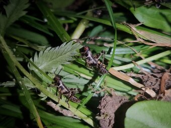 Saranče všežravé (Locusta migratoria) 🦗 - 5