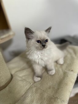 Ragdoll koťátka s PP - 5