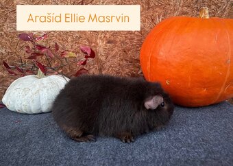 Morčátka plemene US Teddy - 5