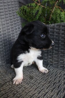 Štěňata Border kolie - 5