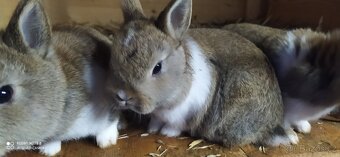 Zakrslí králíčci - 5