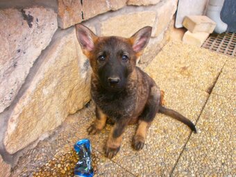 Německý ovčák štěňata - 5