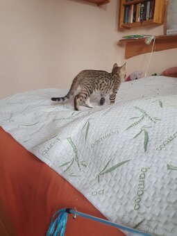 bengálská kočka, koťata - 5