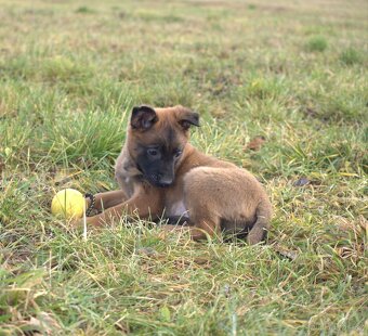 Belgický ovčák Malinois, štěňátka s PP - 5