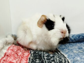 Morče, Morčata, Morčátko, Morčátka - GIGI A GINA - 5