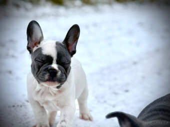 Francouzský buldoček - 5