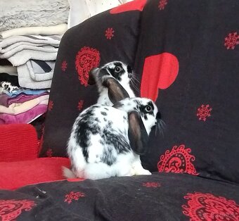 Hledáte kamaráda a společníka? - 5