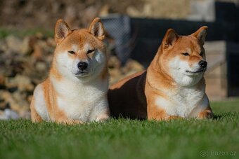 Vrh V Tribona, shiba inu štěňátka s PP FCI - 5