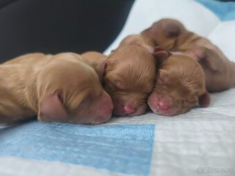 Cavapoo - 5