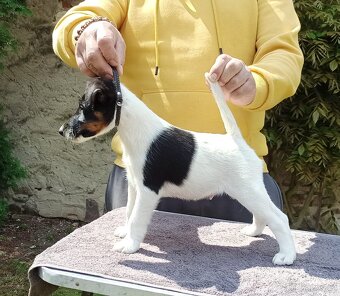 Štěňata - foxteriér hladkosrstý - 5