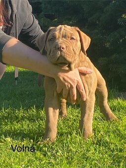 American Bully - 5