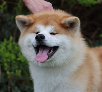 Akita inu - s rodokmenem FCI - 5