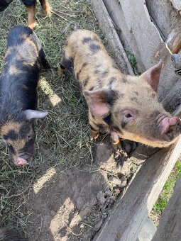 Kune Kune - 5